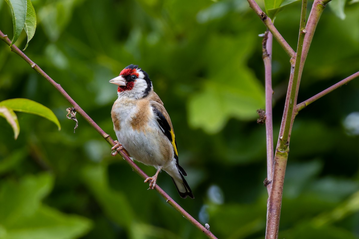 European Goldfinch - ML595124641