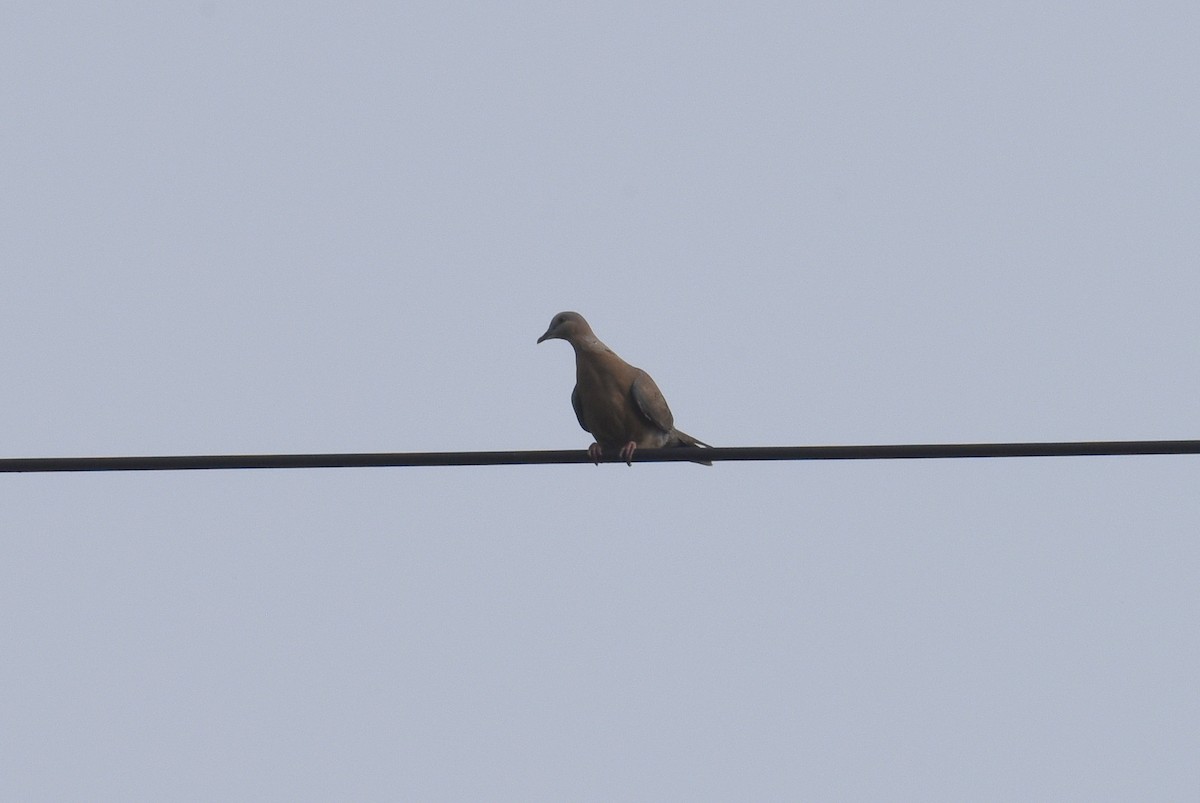 Spotted Dove - ML595124651