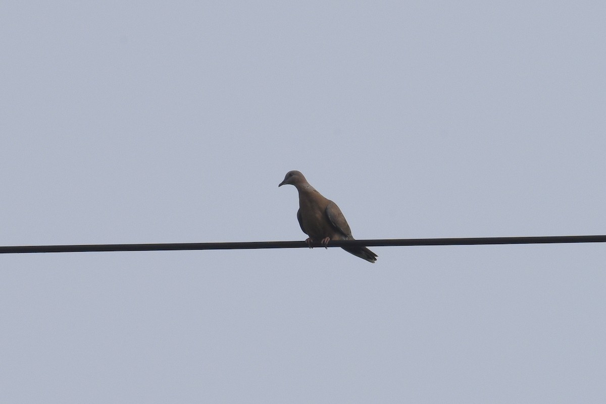 Spotted Dove - ML595124661