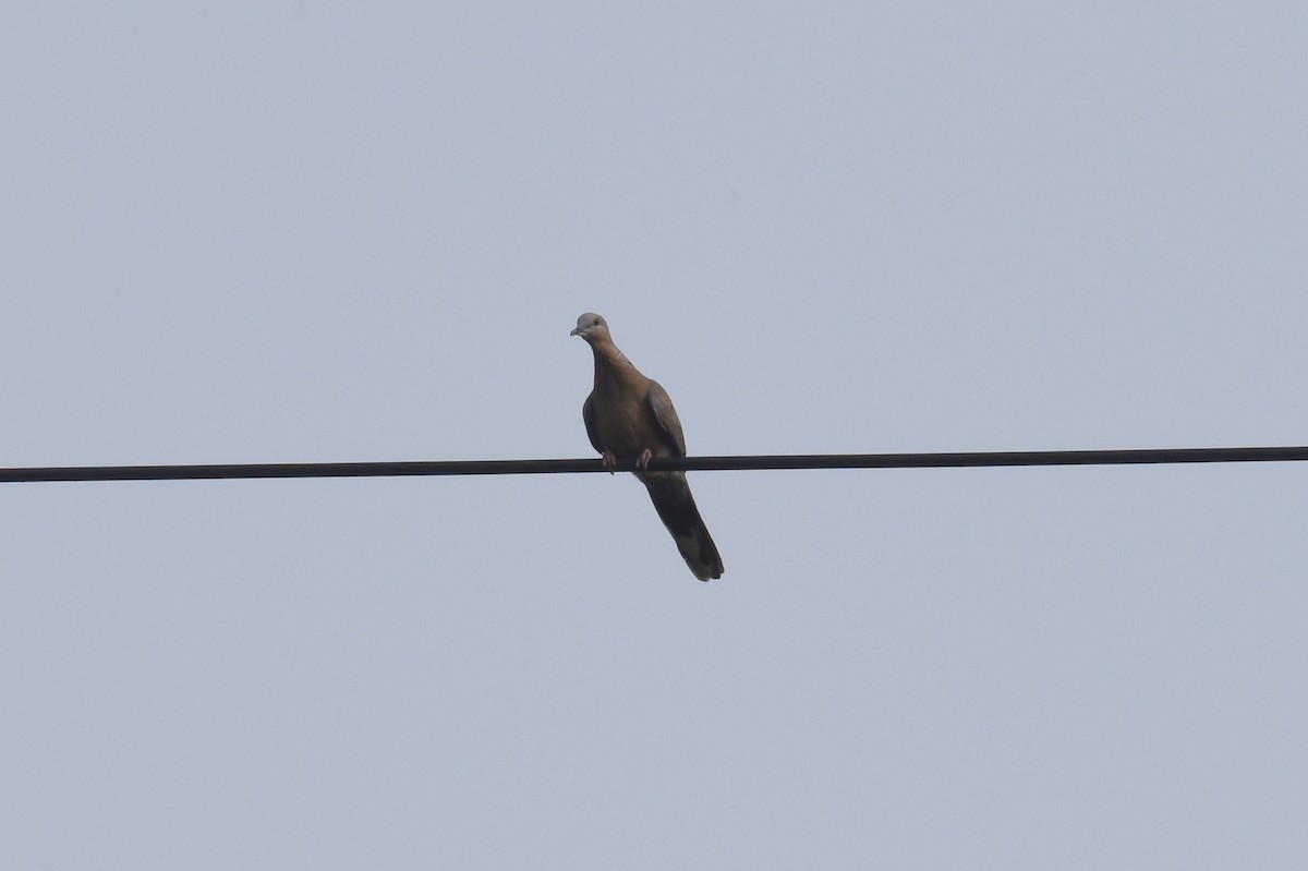 Spotted Dove - ML595124671