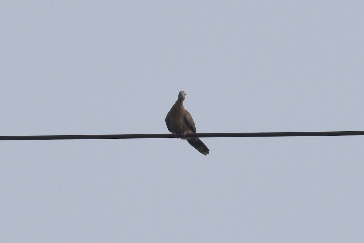 Spotted Dove - ML595124681