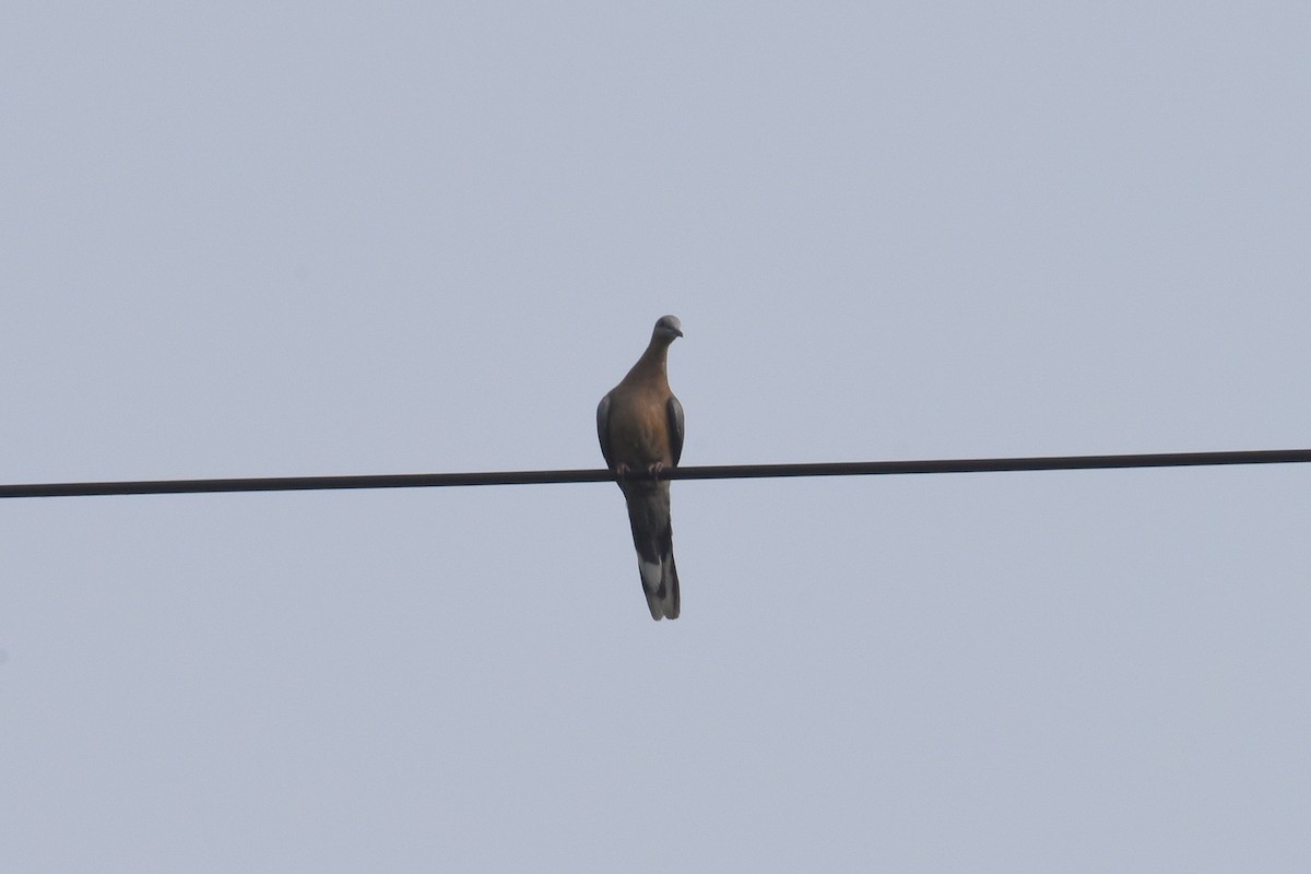 Spotted Dove - ML595124691