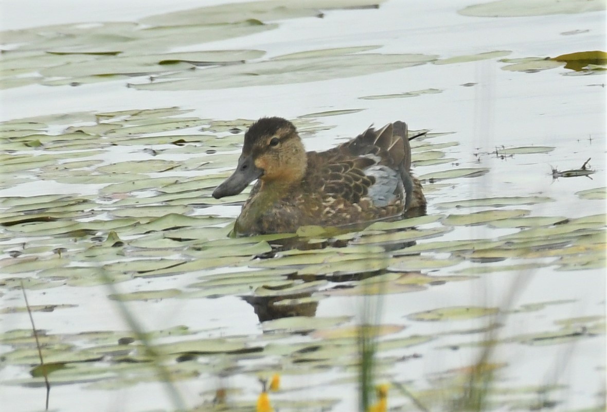 Blue-winged Teal - Marcia Suchy
