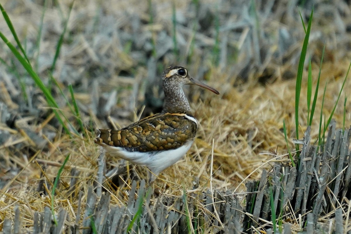 Greater Painted-Snipe - ML595125971