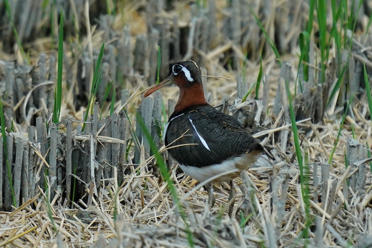 Greater Painted-Snipe - ML595125981