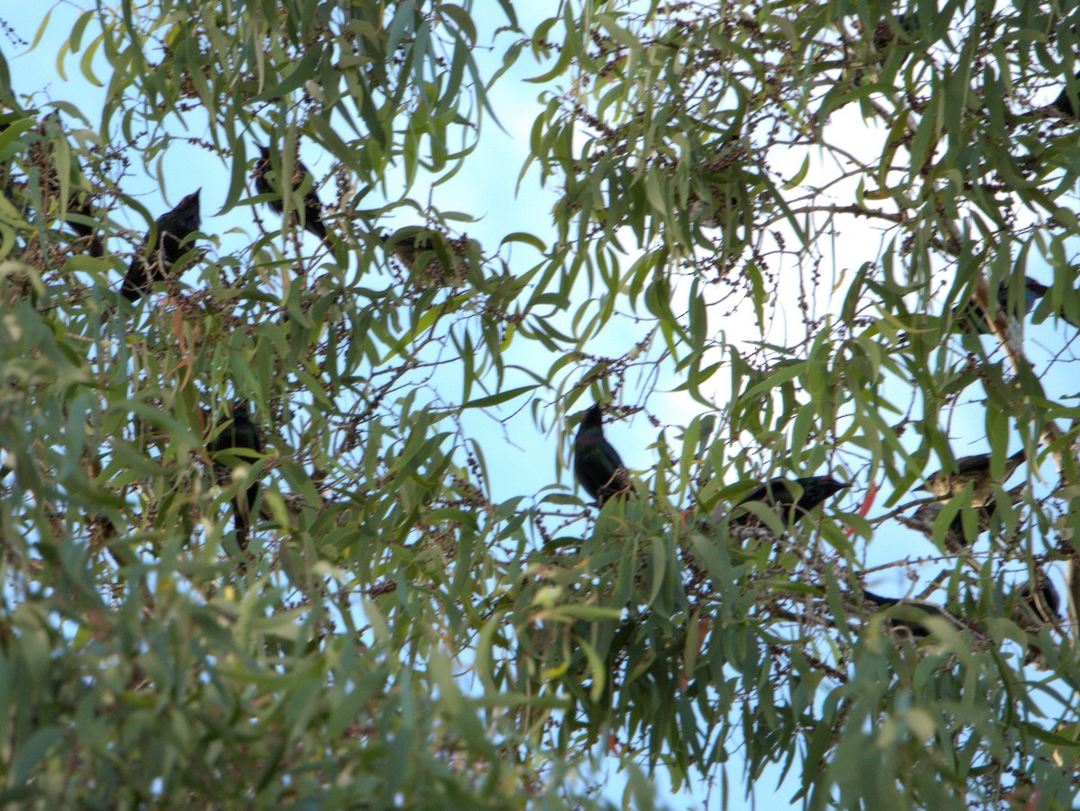 Metallic Starling (Metallic) - ML595126561