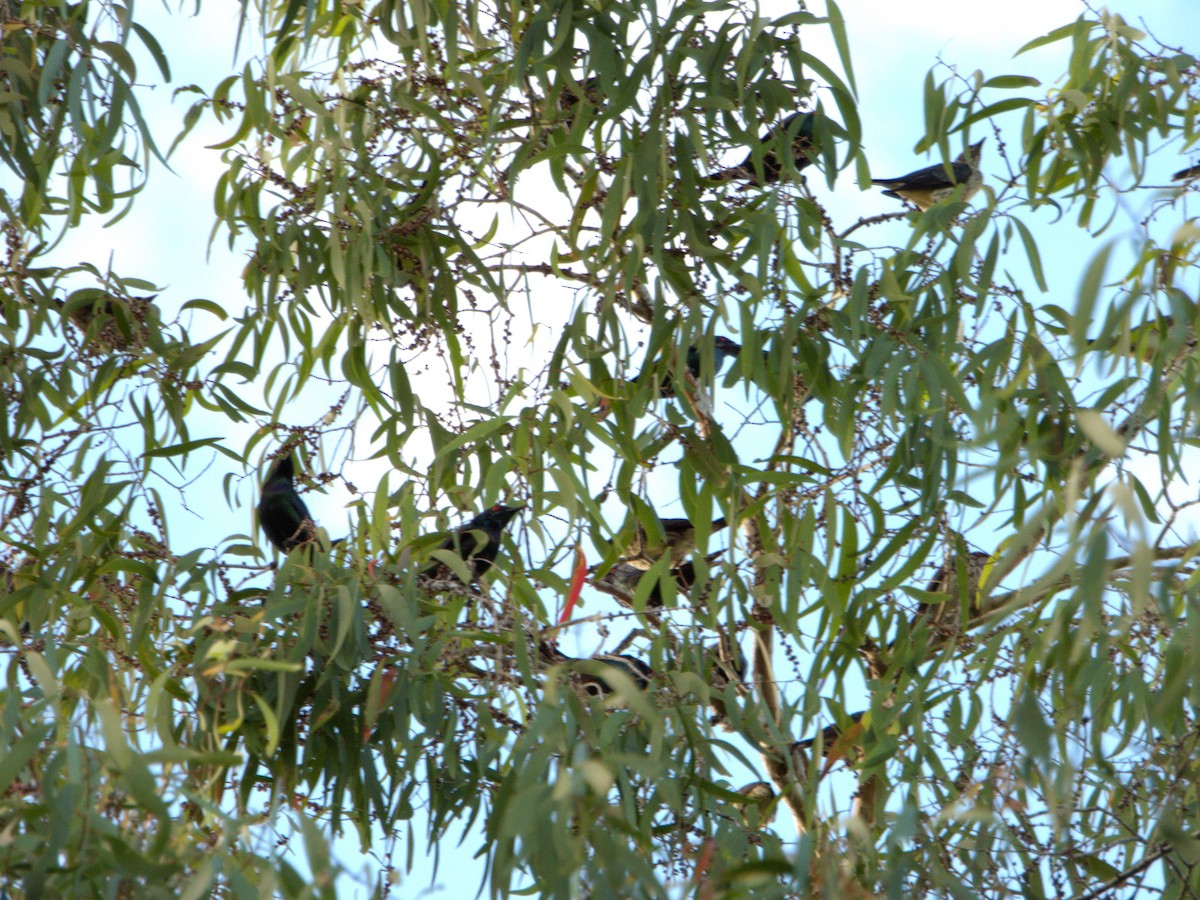Metallic Starling (Metallic) - ML595126571