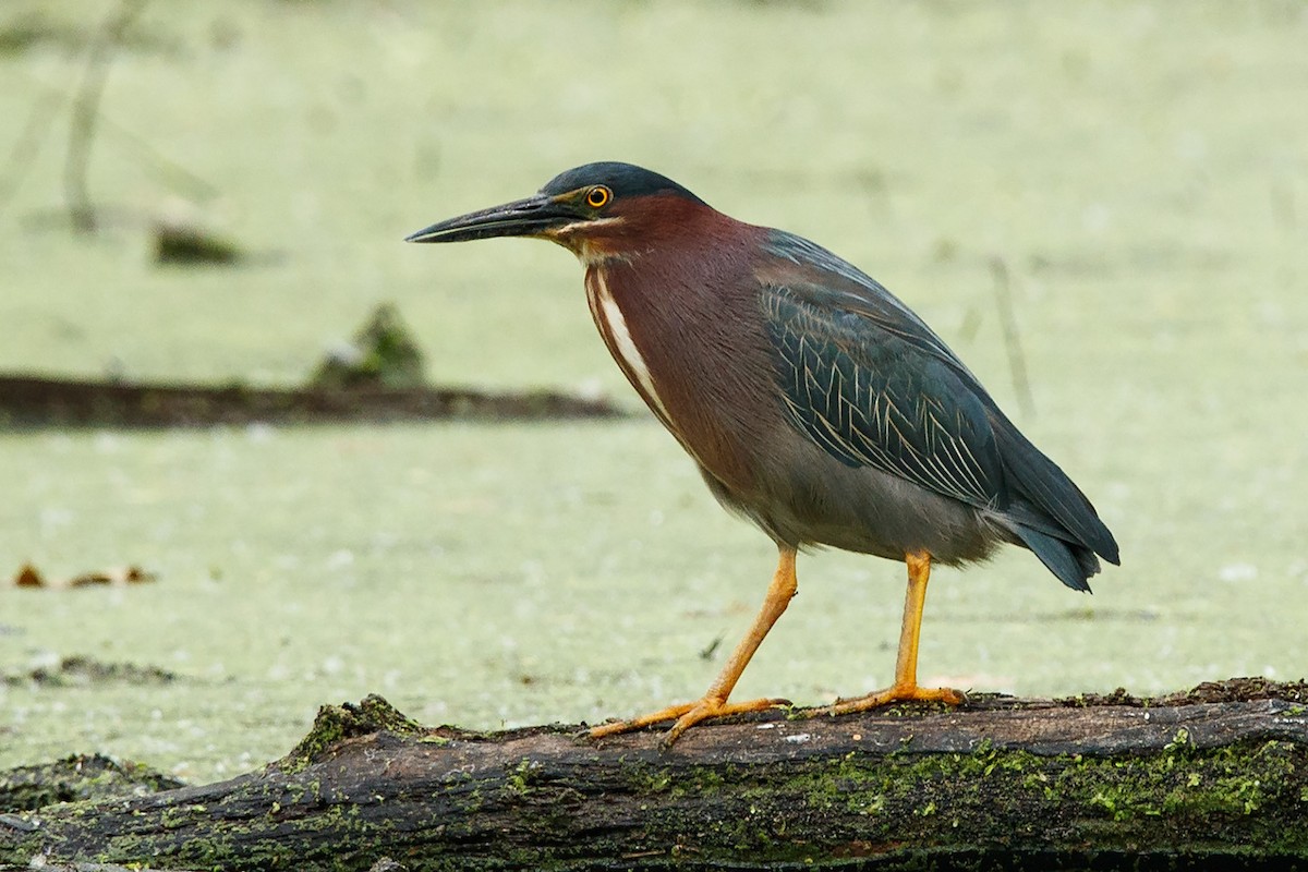 Green Heron - ML59512671