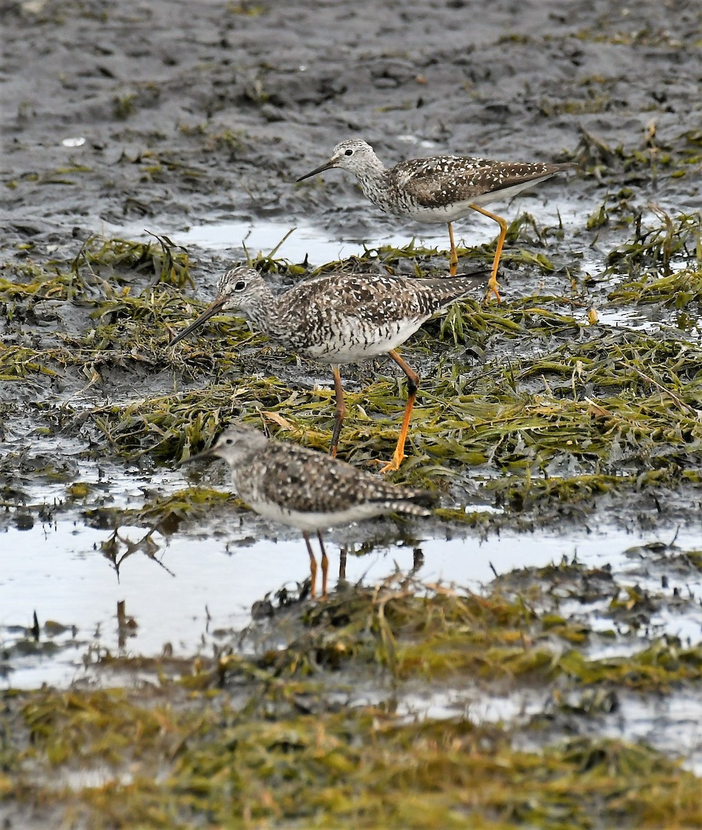 Lesser Yellowlegs - ML595127641