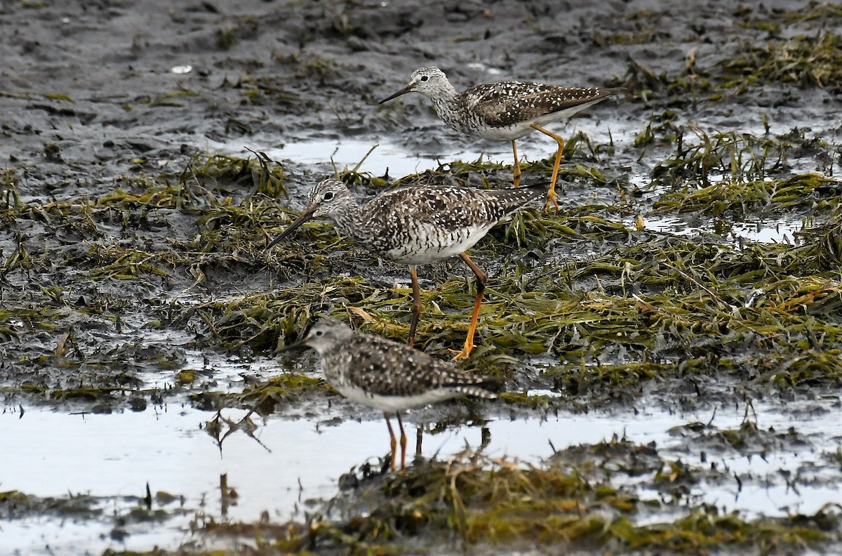 Lesser Yellowlegs - Marcia Suchy