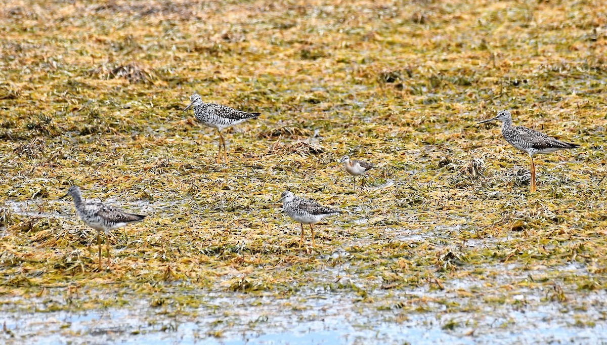 Lesser Yellowlegs - Marcia Suchy