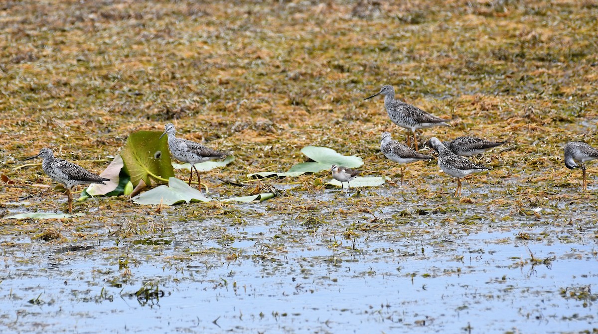 Lesser Yellowlegs - Marcia Suchy