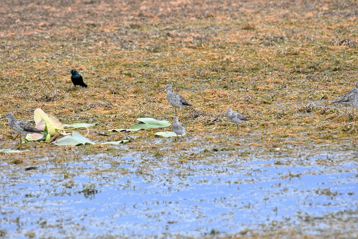 Lesser Yellowlegs - ML595127701