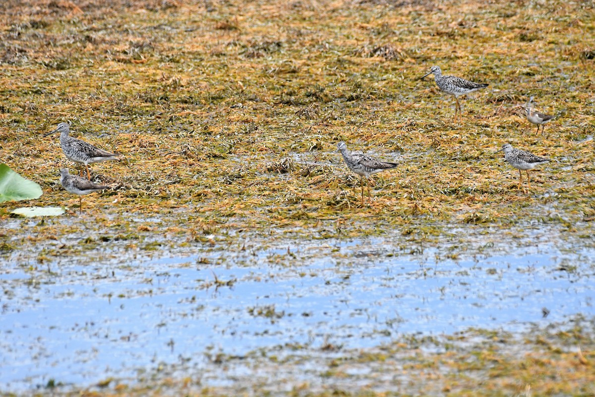 Lesser Yellowlegs - Marcia Suchy