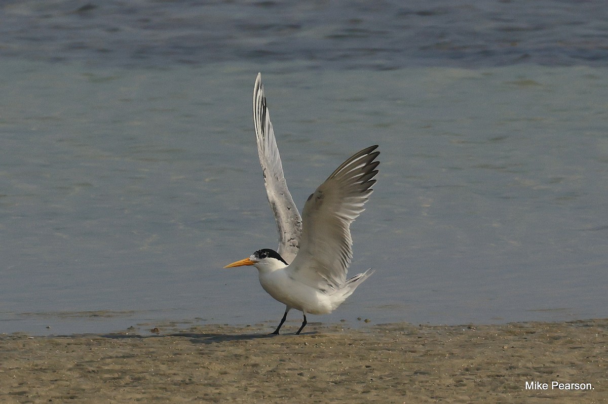 Lesser Crested Tern - Mike Pearson