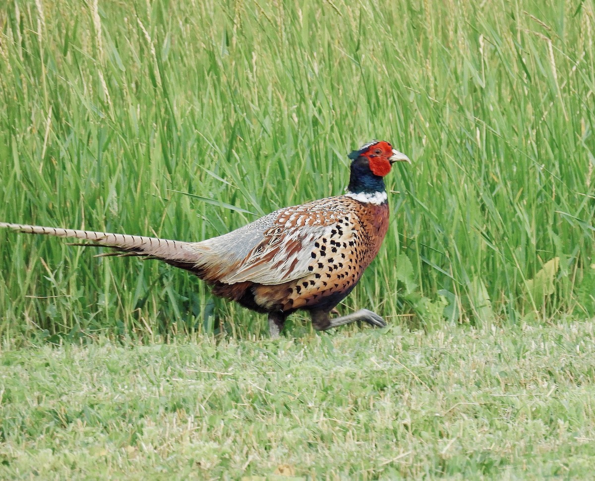 Ring-necked Pheasant - ML595129151