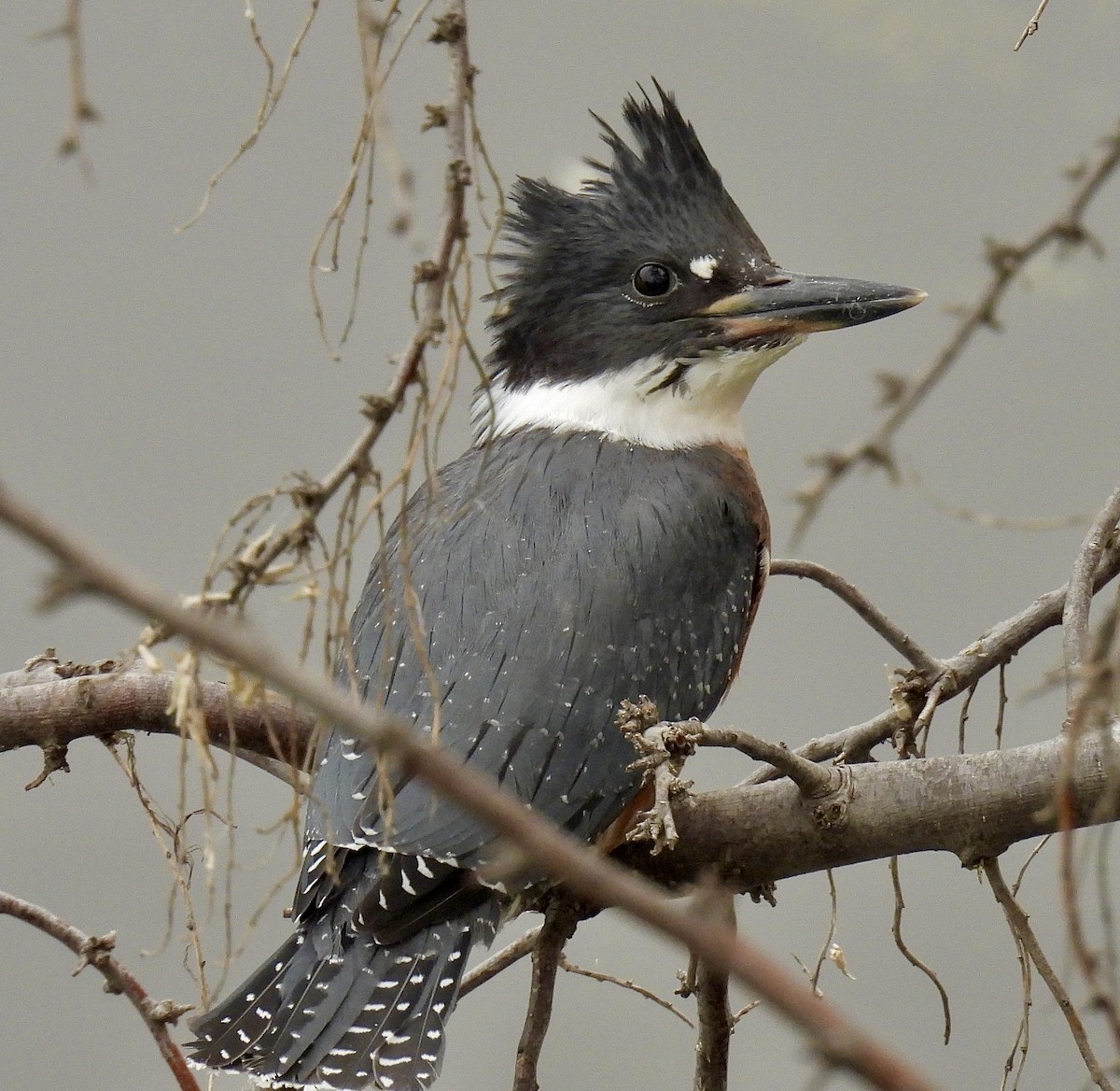 Belted Kingfisher - ML595129231