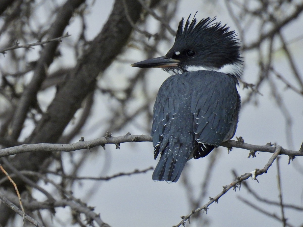 Belted Kingfisher - ML595129241