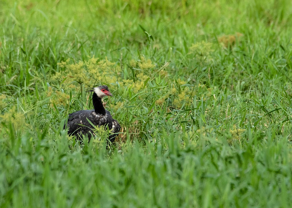 Weißwangen-Wehrvogel - ML595129551