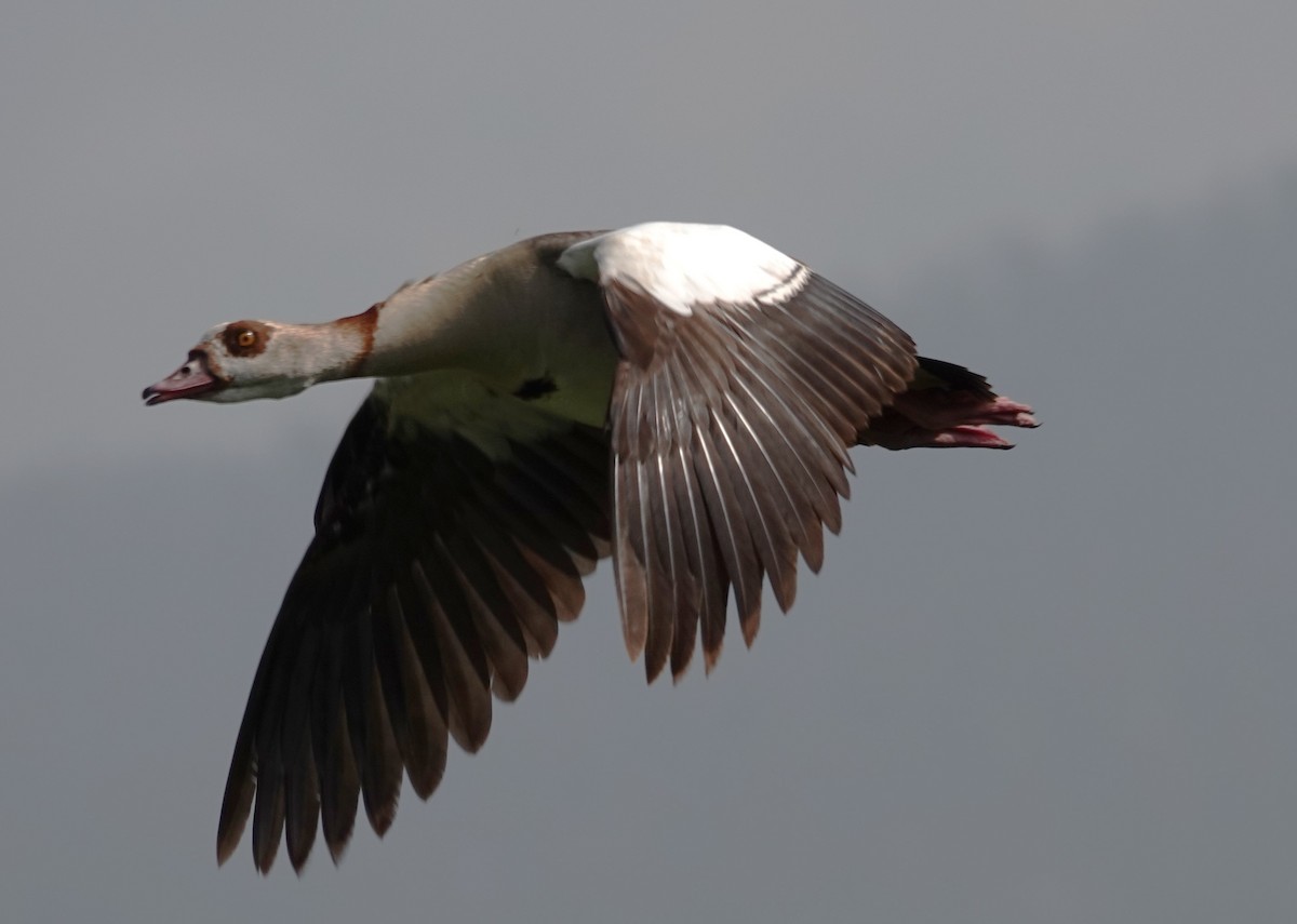 Egyptian Goose - ML595130381