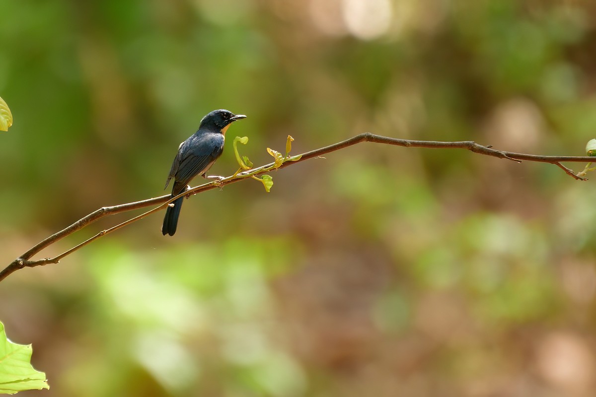 Tickell's Blue Flycatcher - ML595130561