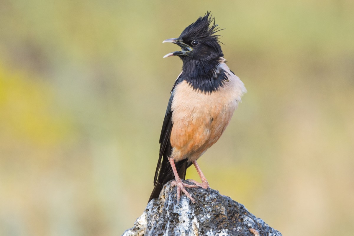 Rosy Starling - ML595130811