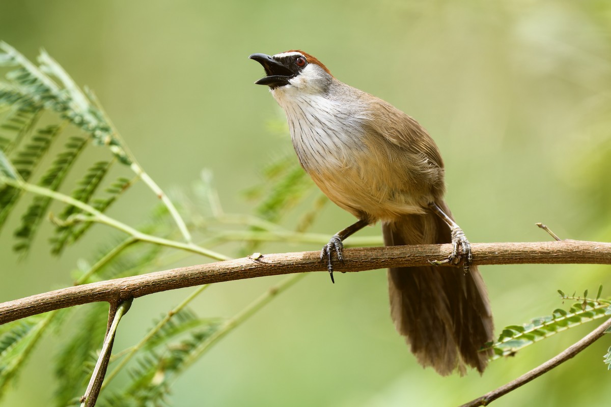 Chestnut-capped Babbler - Sam Hambly