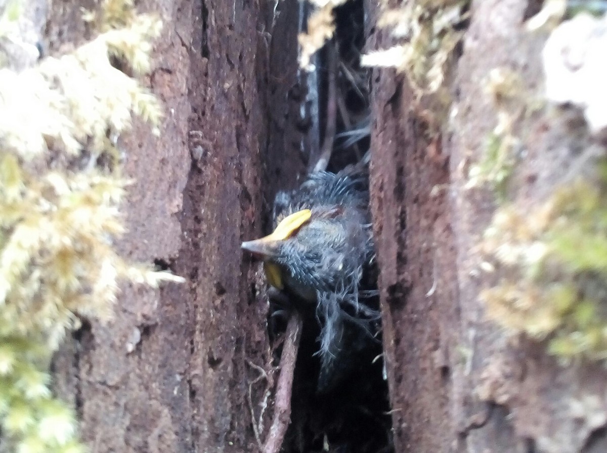 Troglodyte à sourcils roux - ML59513261