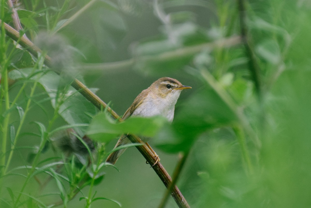 Black-browed Reed Warbler - Valentina Mezhetskaia