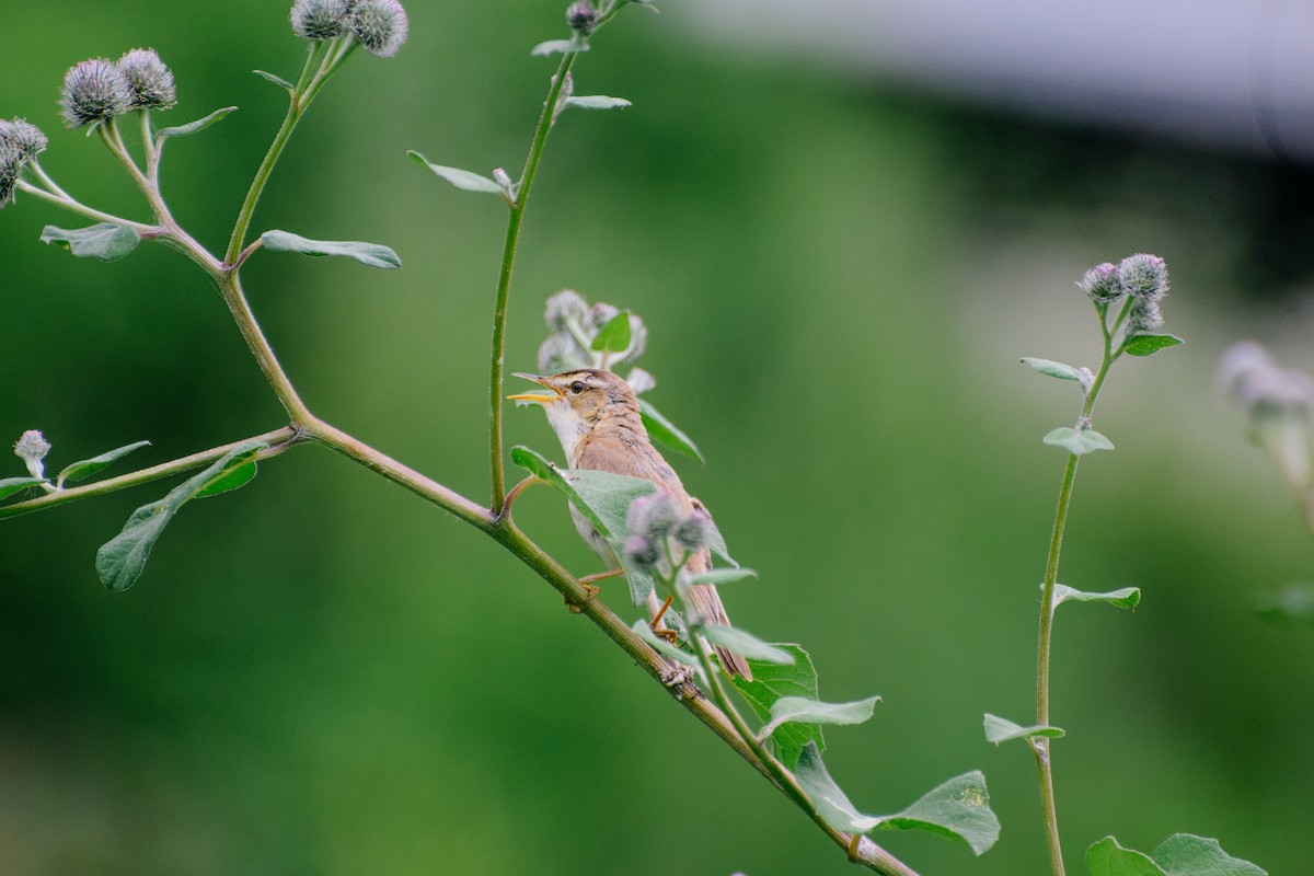 Black-browed Reed Warbler - Valentina Mezhetskaia