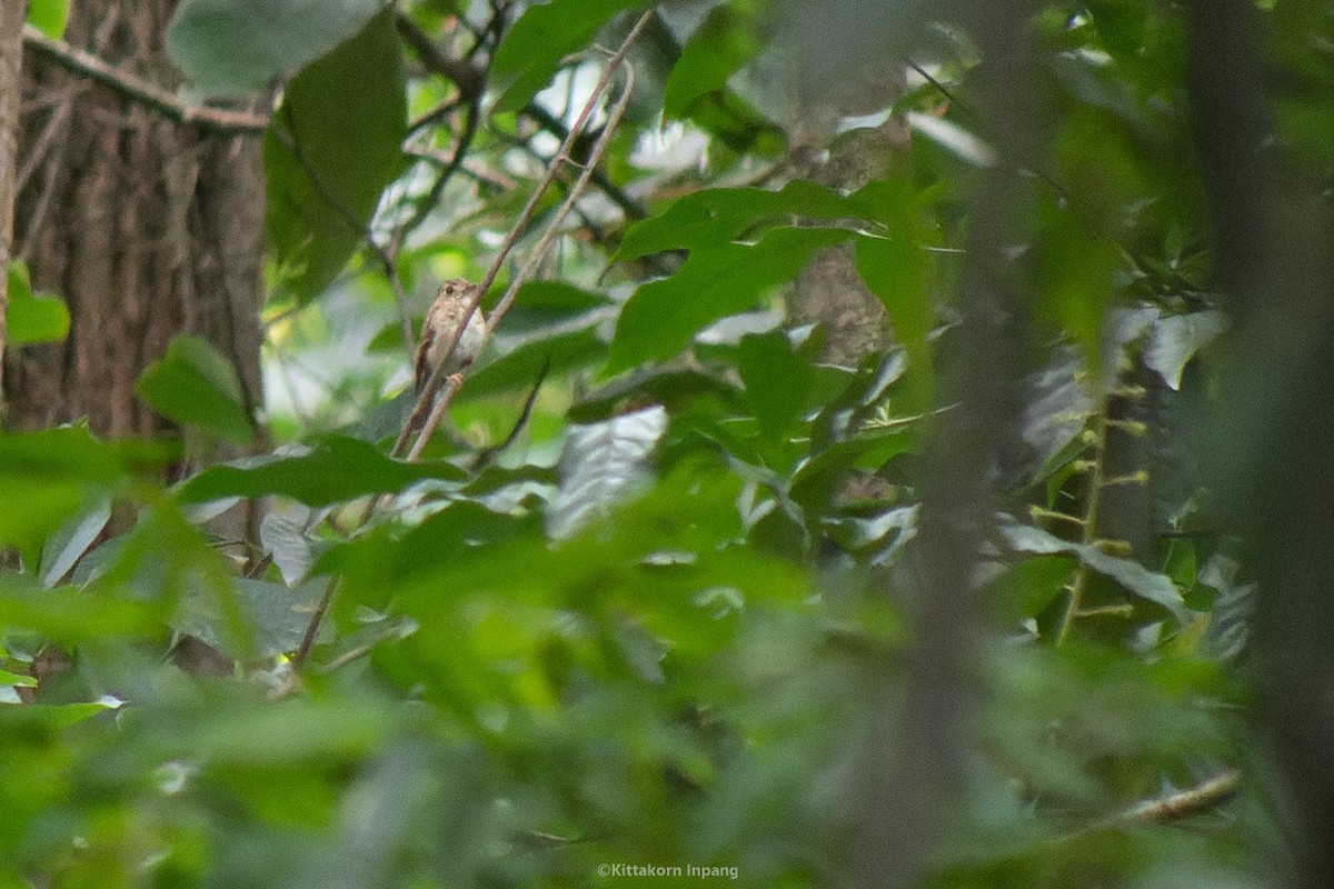 Brown-breasted Flycatcher - ML595132881