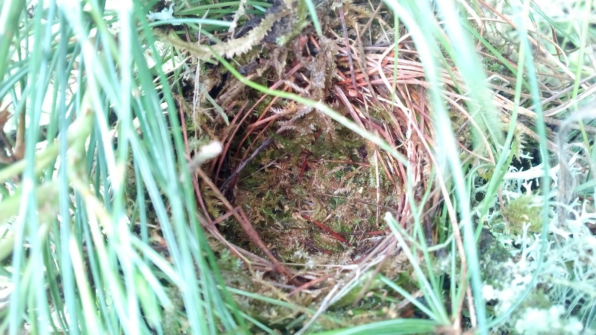 Crescent-chested Warbler - ML59513371