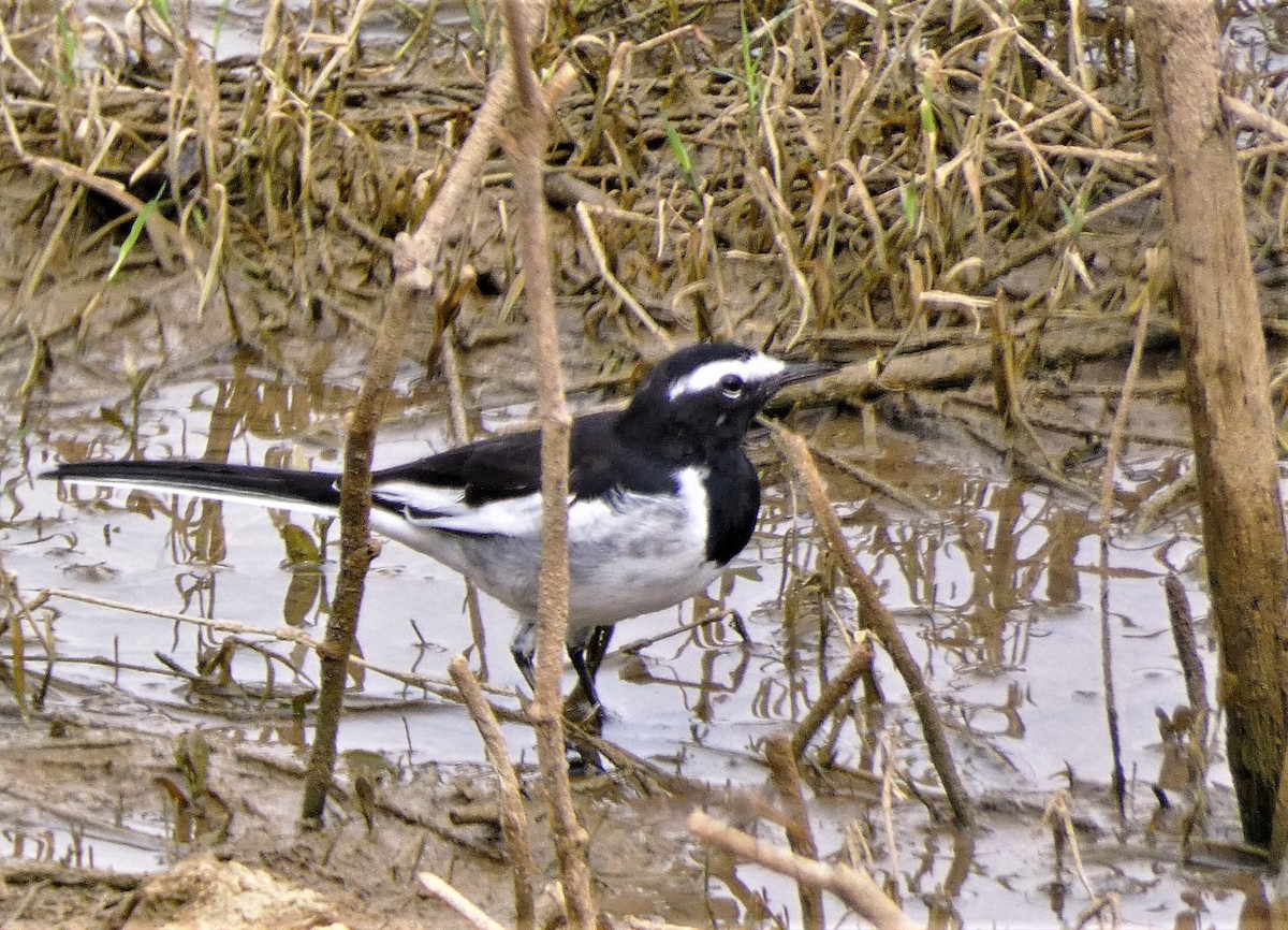 White-browed Wagtail - ML595134381