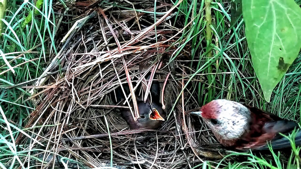 Pink-headed Warbler - ML59513451