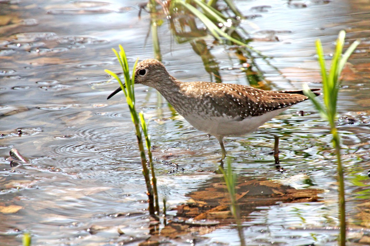 Solitary Sandpiper - ML595135051