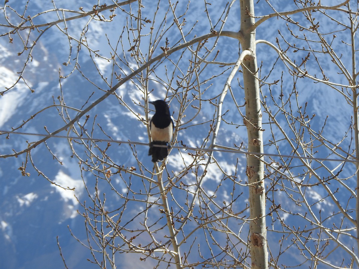 Eurasian Magpie - Arulvelan Thillainayagam