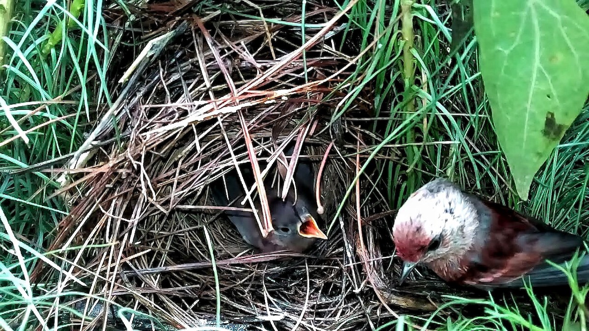 Pink-headed Warbler - Edgardo Orozco Díaz