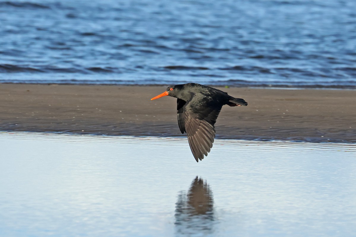 Sooty Oystercatcher - ML595136591