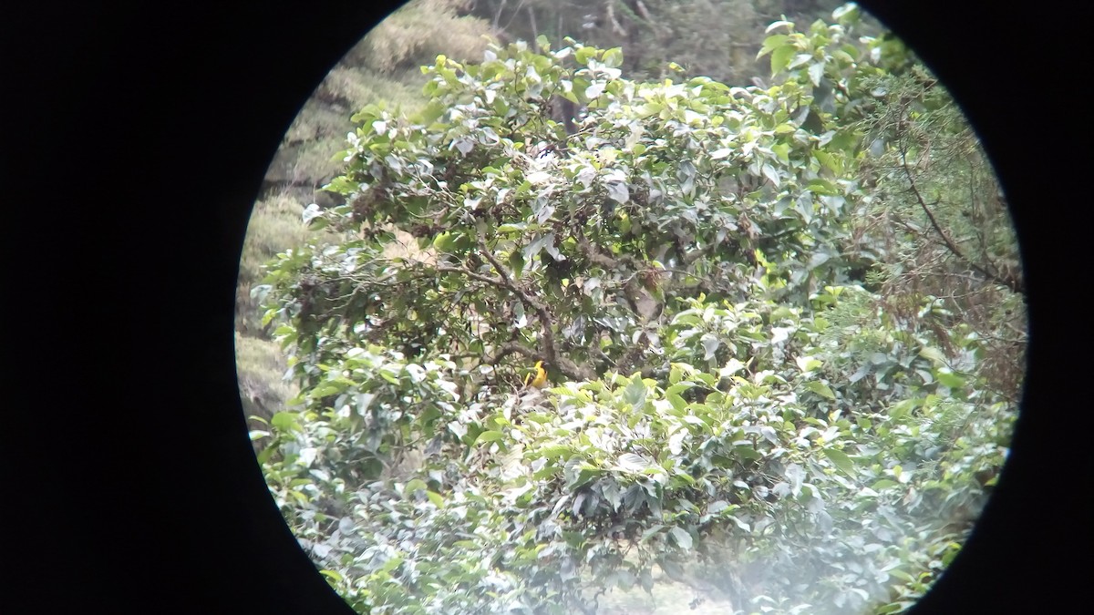 Yellow-backed Oriole - Edgardo Orozco Díaz