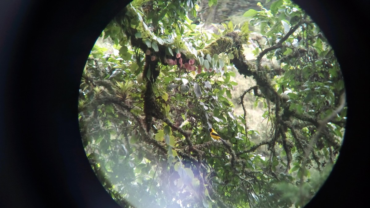 Yellow-backed Oriole - Edgardo Orozco Díaz