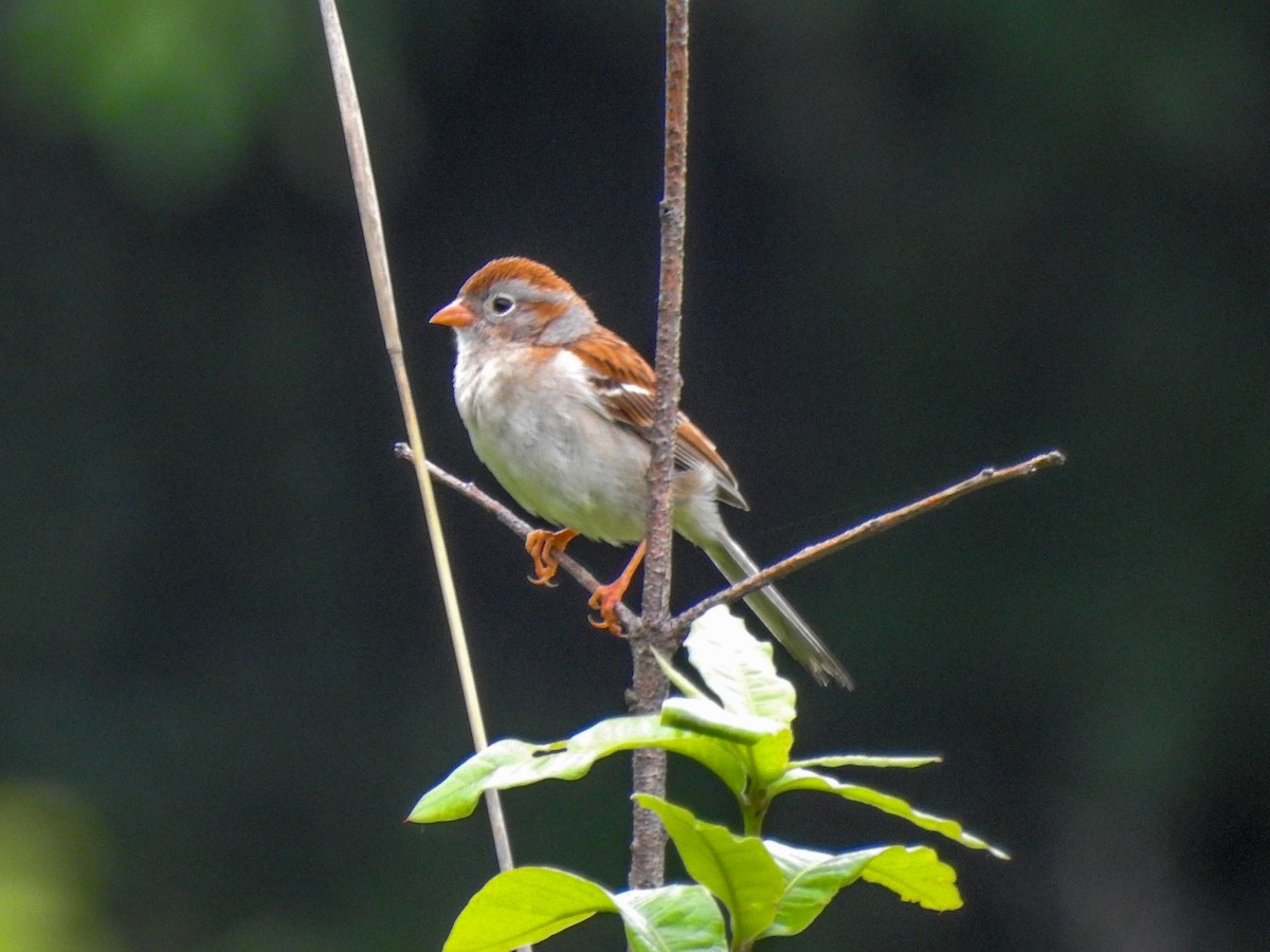 Field Sparrow - ML59513731