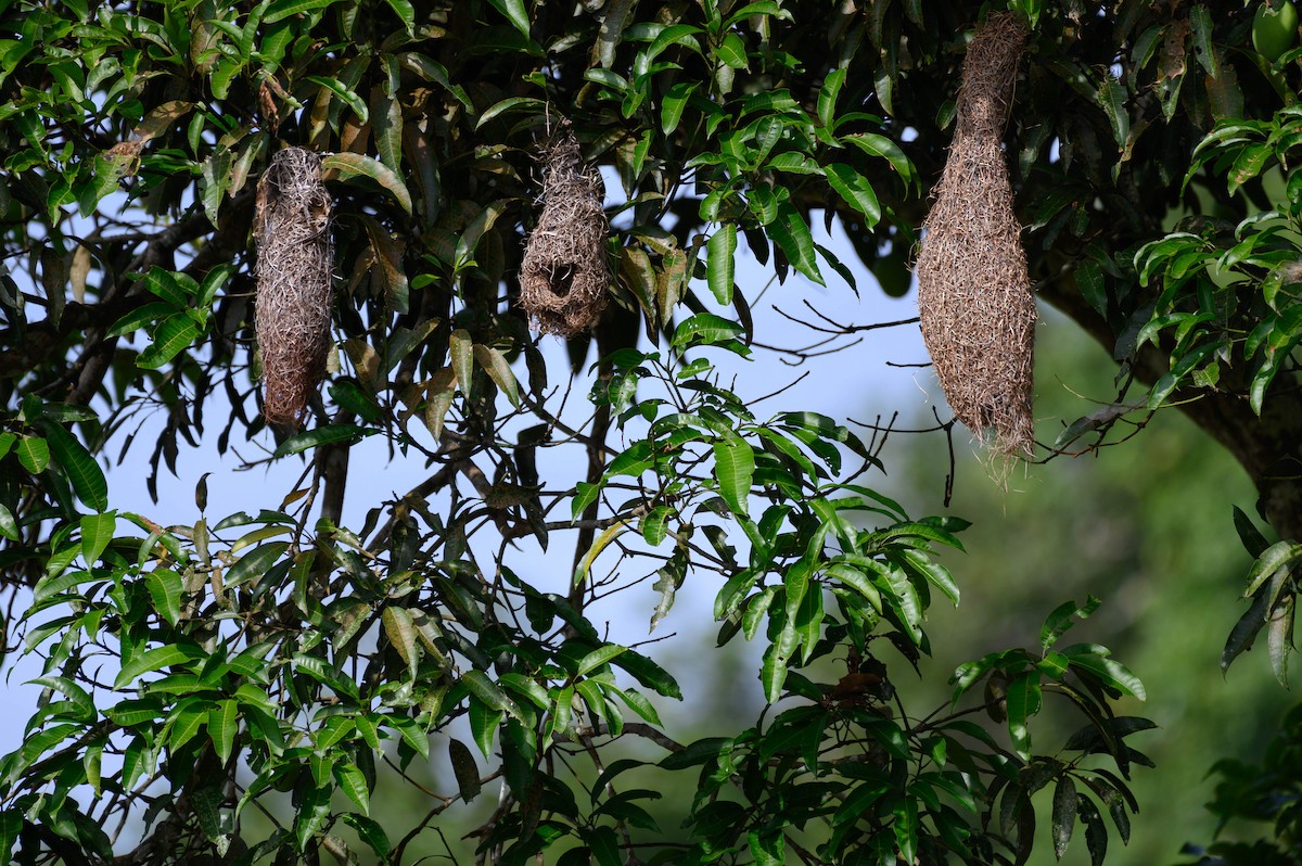 Baya Weaver - ML595138381