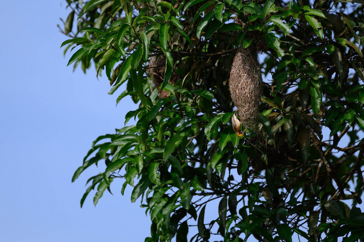 Baya Weaver - ML595138421