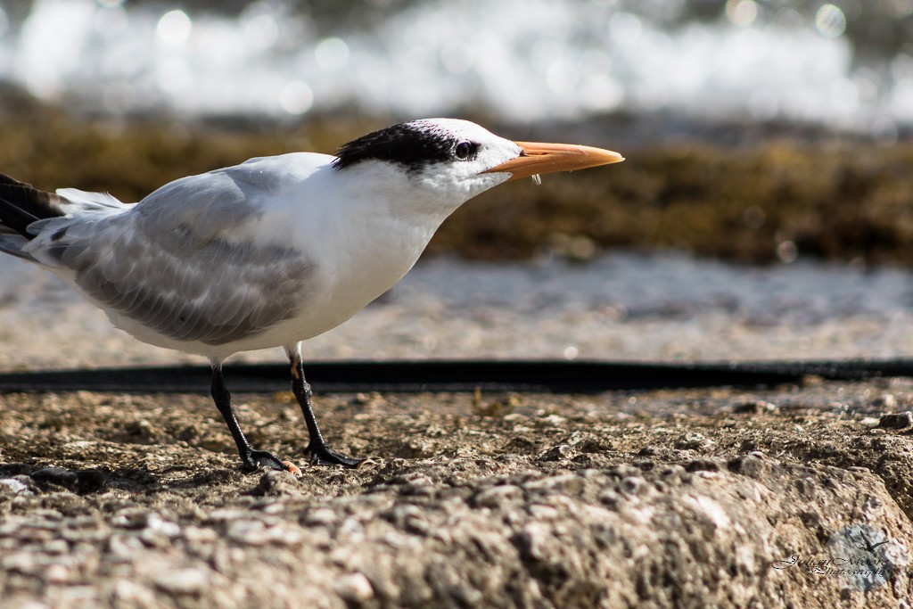 Royal Tern - ML595139151