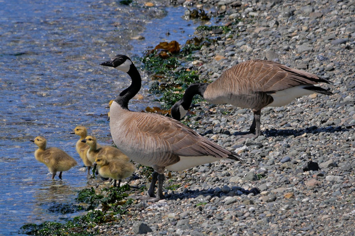 Canada Goose - ML59513941