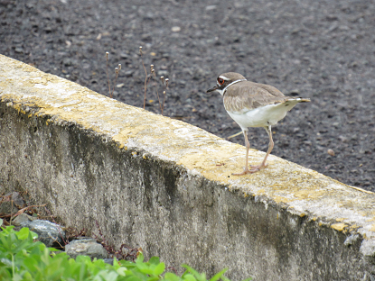 Killdeer - Eric Torres-Rivera