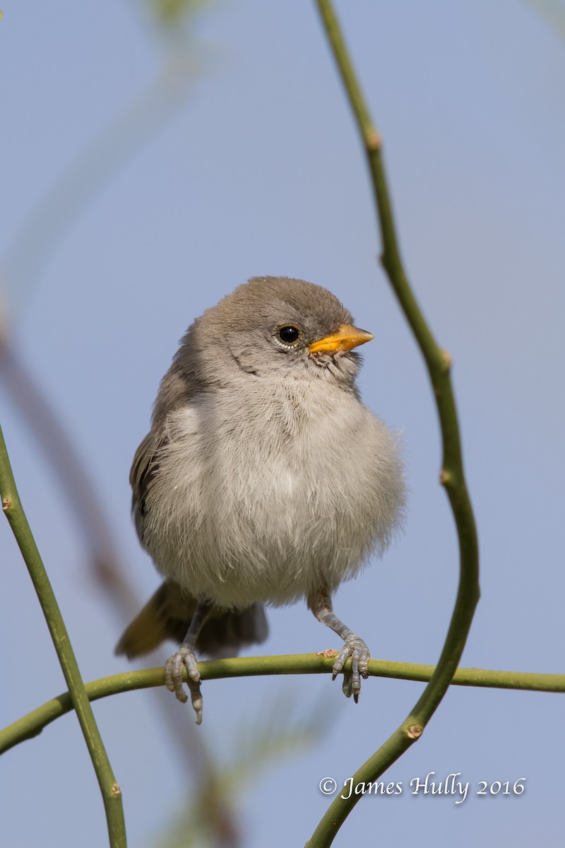 Verdin - James Hully