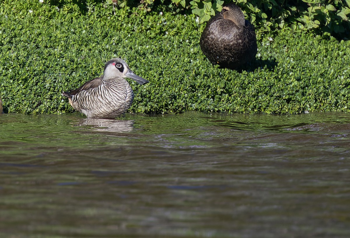 Pato Pachón - ML595140431