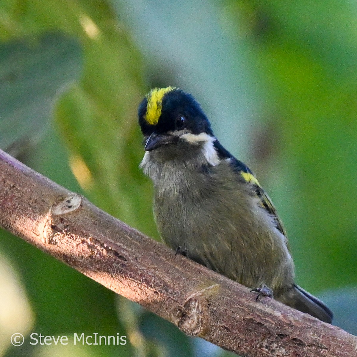 Western Tinkerbird - Steve McInnis