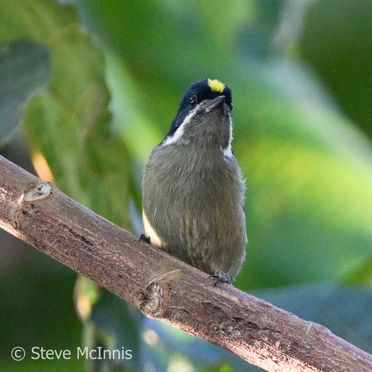 Western Tinkerbird - Steve McInnis